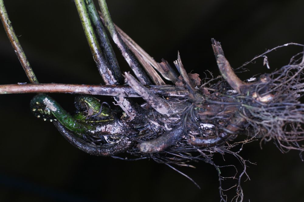Thelypteridaceae Amauropelta jimenezii
