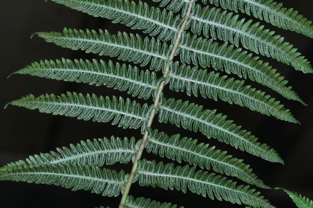 Thelypteridaceae Amauropelta jimenezii