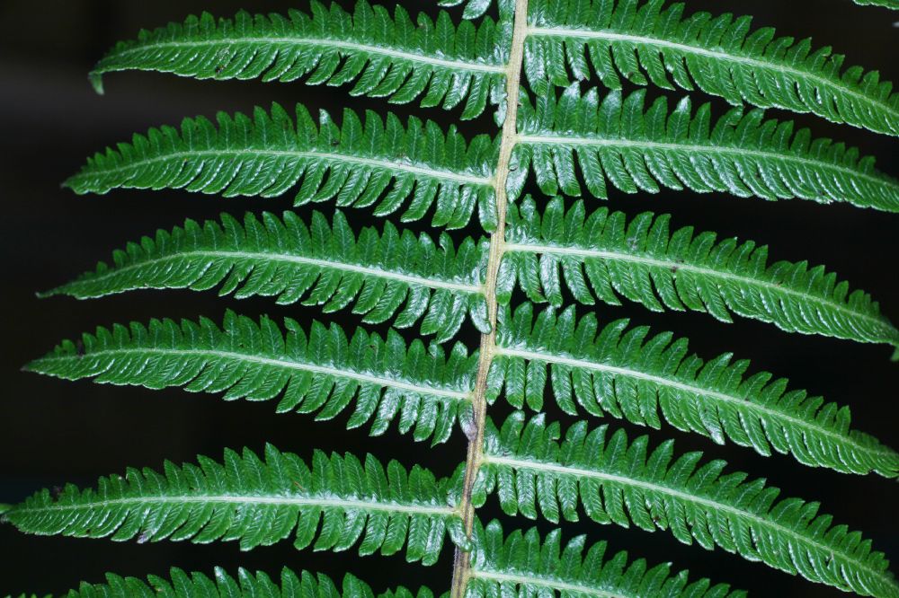 Thelypteridaceae Amauropelta jimenezii
