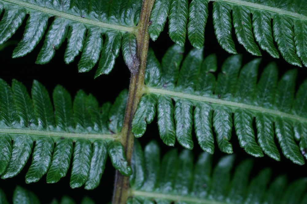 Thelypteridaceae Amauropelta jimenezii