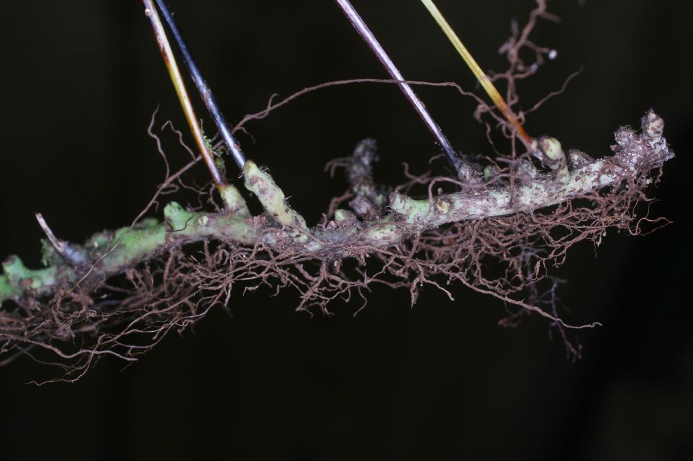 Polypodiaceae Campyloneurum pittieri