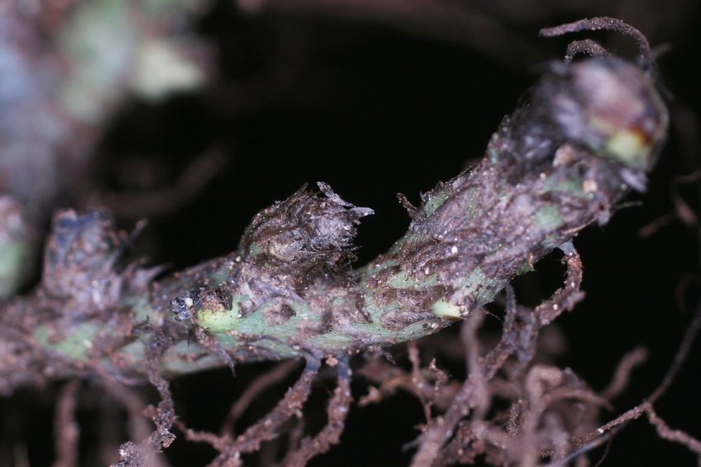 Polypodiaceae Campyloneurum pittieri
