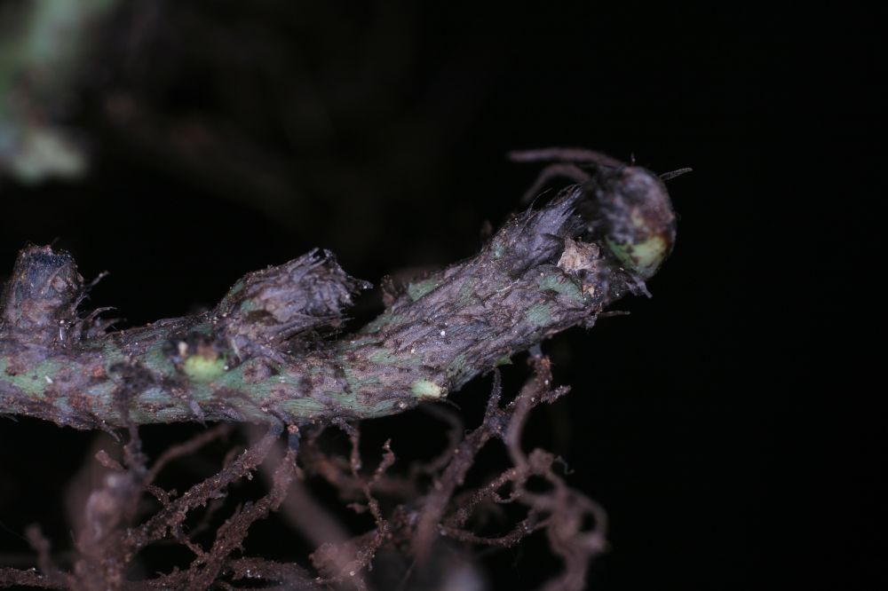Polypodiaceae Campyloneurum pittieri