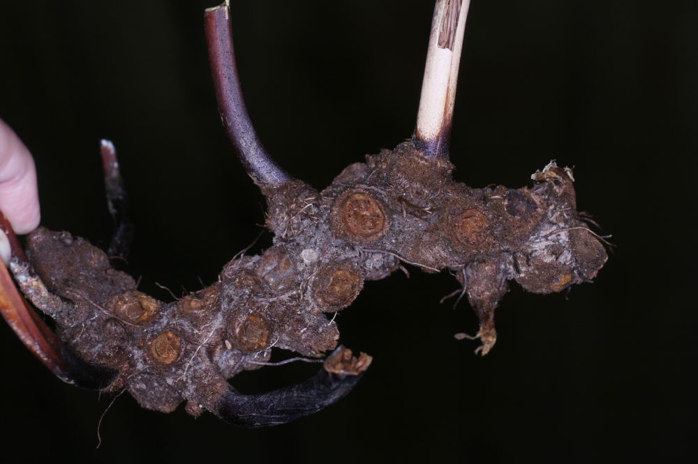 Pteridaceae Pteris muricata
