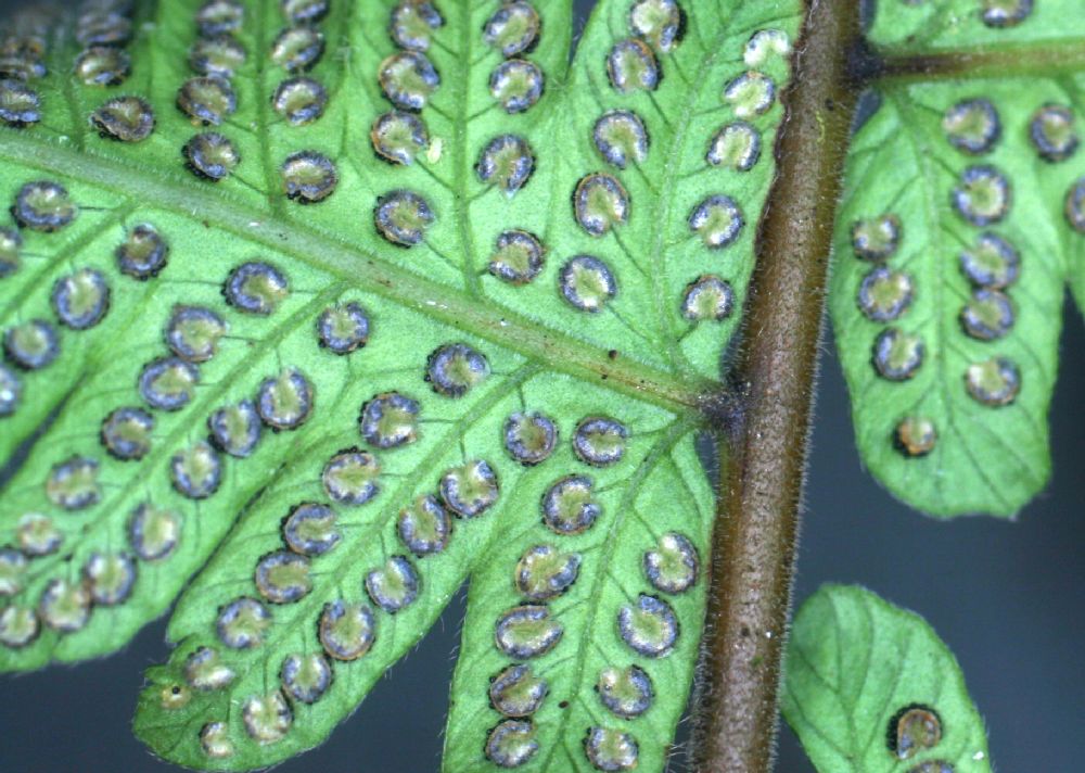 Thelypteridaceae Christella dentata