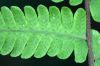 image of Christella dentata
