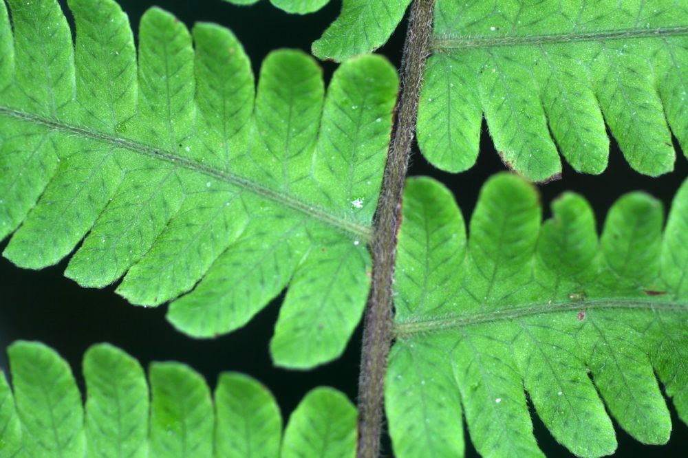 Thelypteridaceae Christella dentata