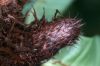 image of Niphidium nidulare