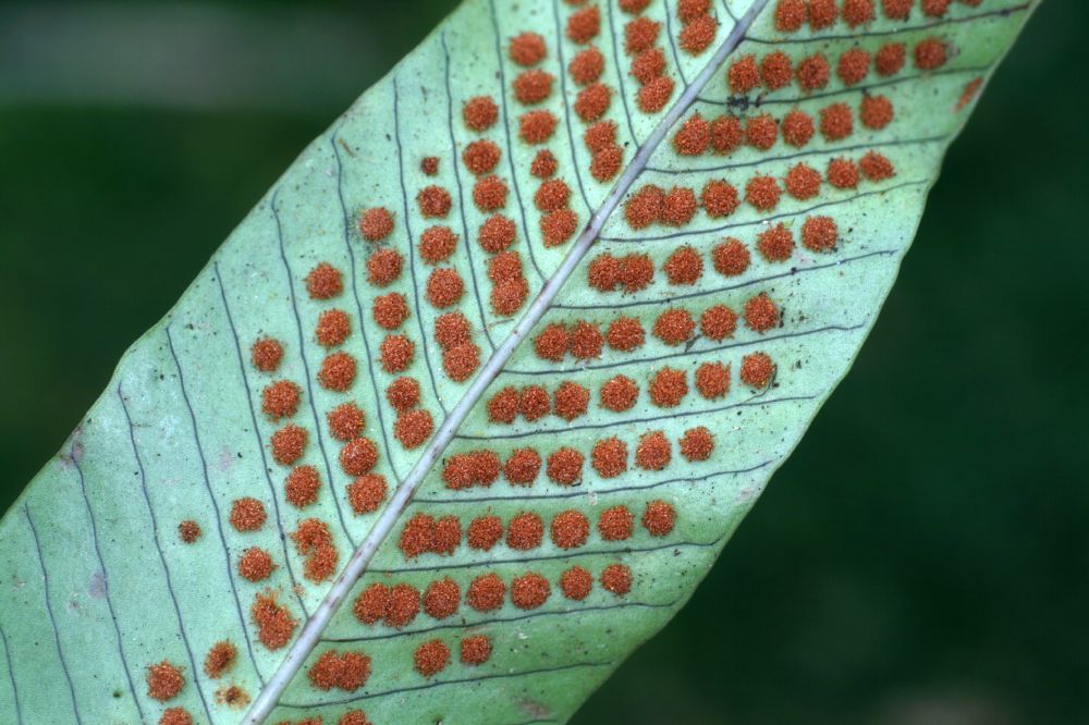 Polypodiaceae Niphidium nidulare
