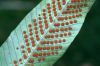 image of Niphidium nidulare