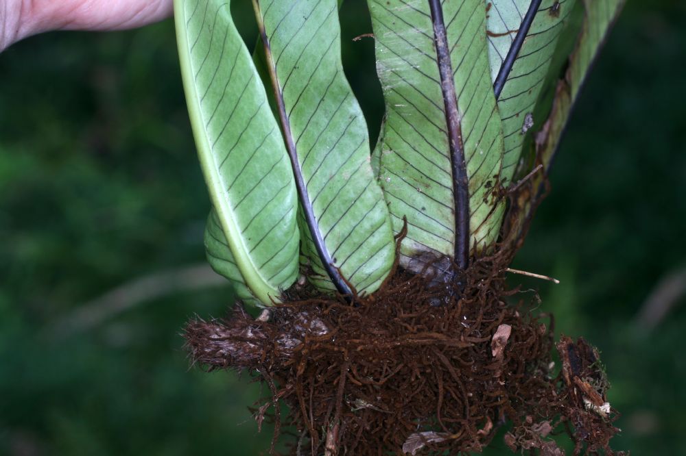 Polypodiaceae Niphidium nidulare