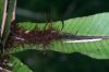image of Niphidium nidulare