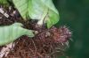 image of Niphidium nidulare