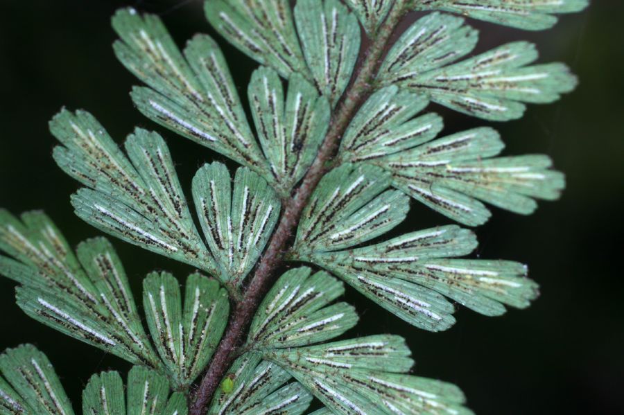 Aspleniaceae Asplenium praemorsum