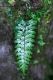 image of Asplenium praemorsum