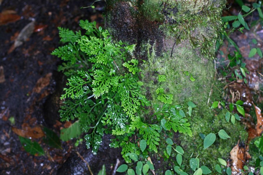 Aspleniaceae Asplenium theciferum