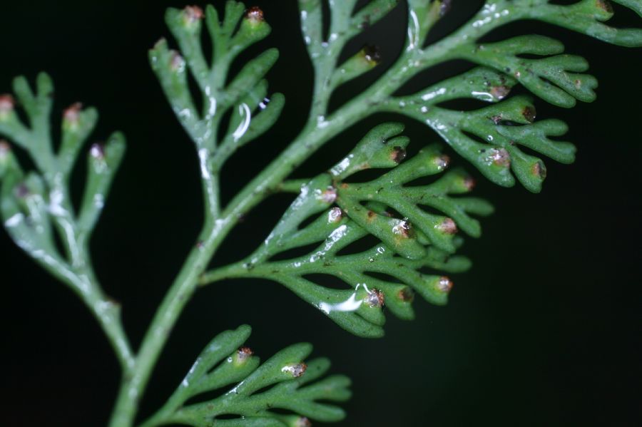 Aspleniaceae Asplenium theciferum