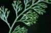 image of Asplenium theciferum