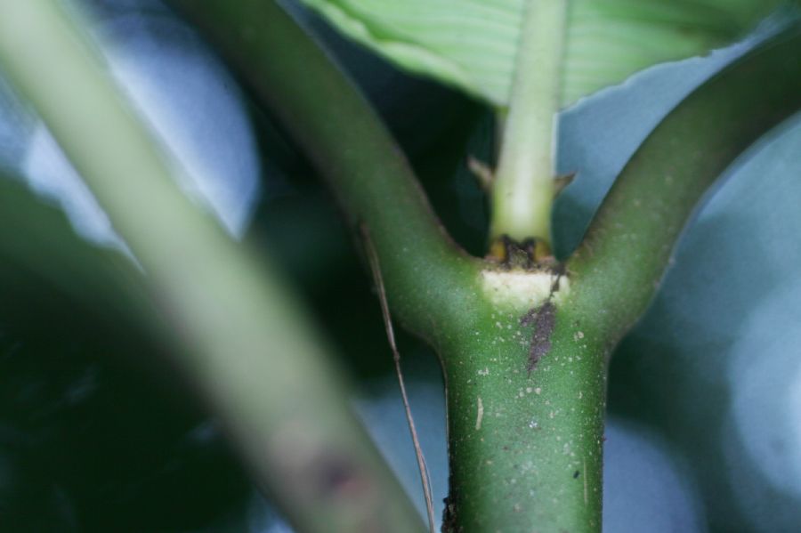 Rubiaceae Hoffmannia liesneriana