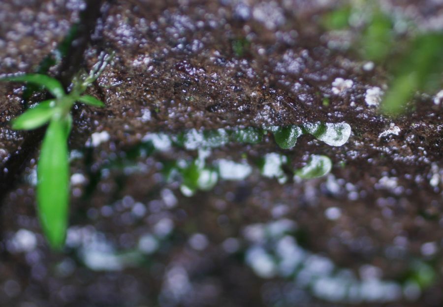 Lomariopsidaceae Dracoglossum plantagineum