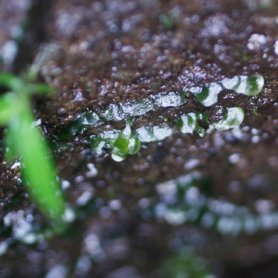 Lomariopsidaceae Dracoglossum plantagineum