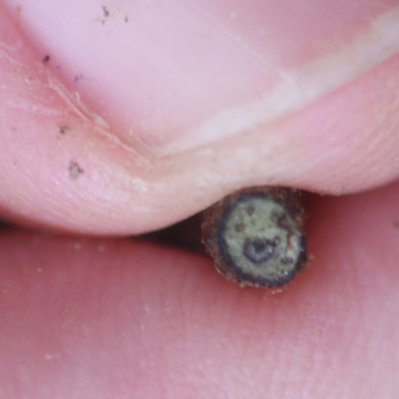 Dryopteridaceae Mickelia nicotianifolia