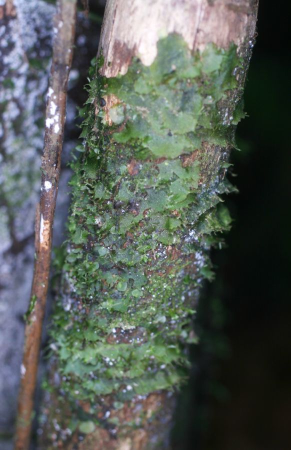 Pteridaceae Polytaenium anetioides