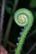 image of Steiropteris decussata