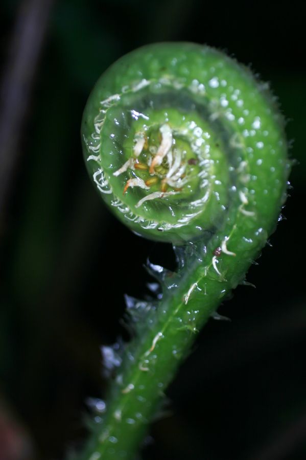 Thelypteridaceae Steiropteris decussata