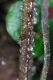 image of Steiropteris decussata