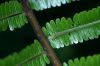 image of Steiropteris decussata