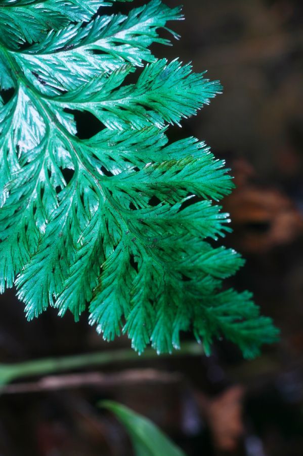 Hymenophyllaceae Trichomanes elegans