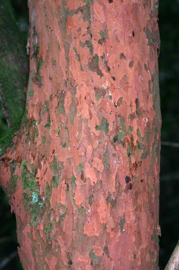 Hypericaceae Vismia baccifera