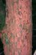 image of Vismia baccifera