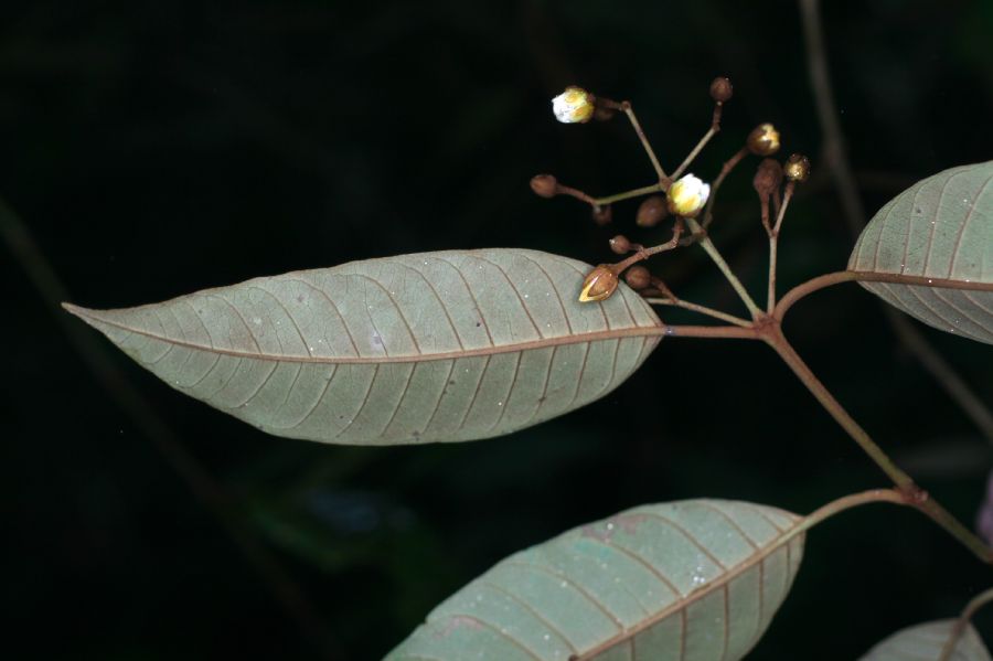 Hypericaceae Vismia baccifera