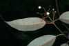 image of Vismia baccifera