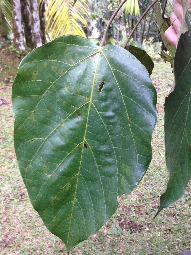 Hernandiaceae Hernandia stenoneura