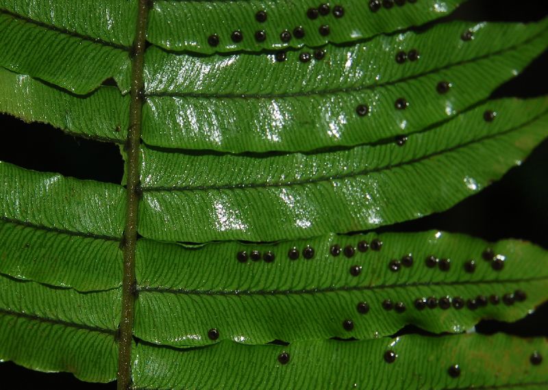 Lomariopsidaceae Cyclopeltis semicordata