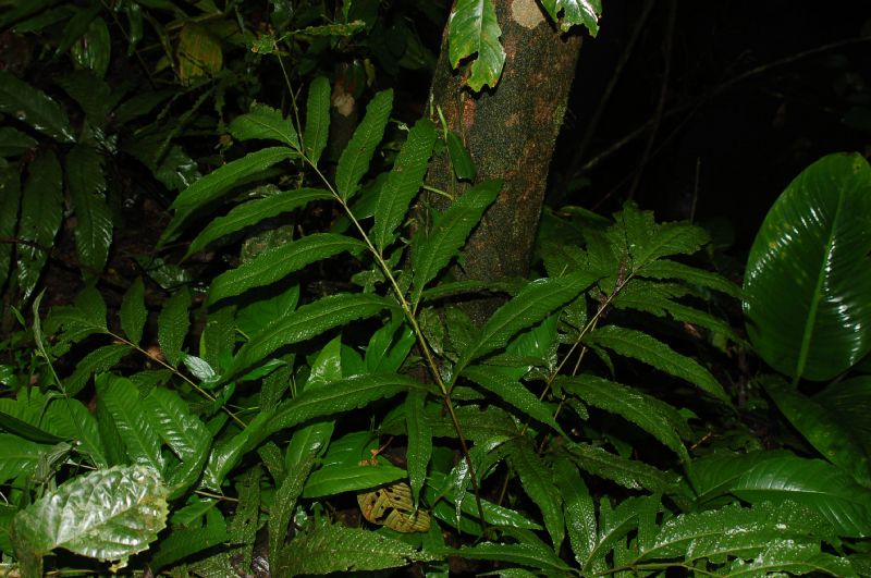 Tectariaceae Tectaria moranii