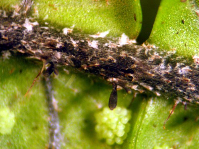 Grammitidaceae Terpsichore zeledoniana