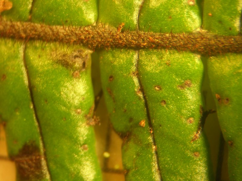 Grammitidaceae Terpsichore zeledoniana