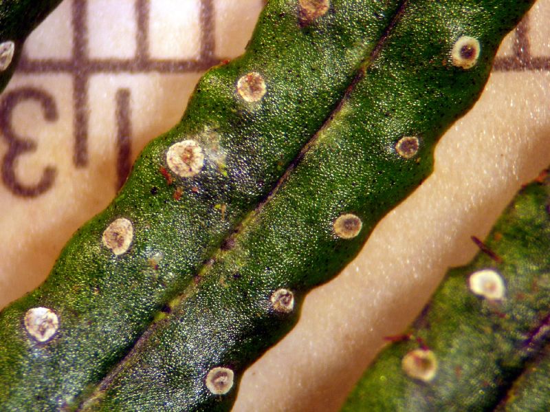 Grammitidaceae Terpsichore zeledoniana