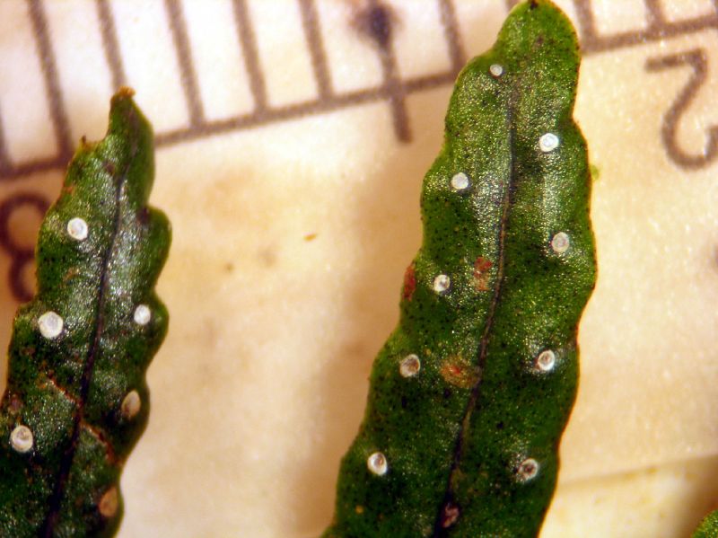 Grammitidaceae Terpsichore zeledoniana