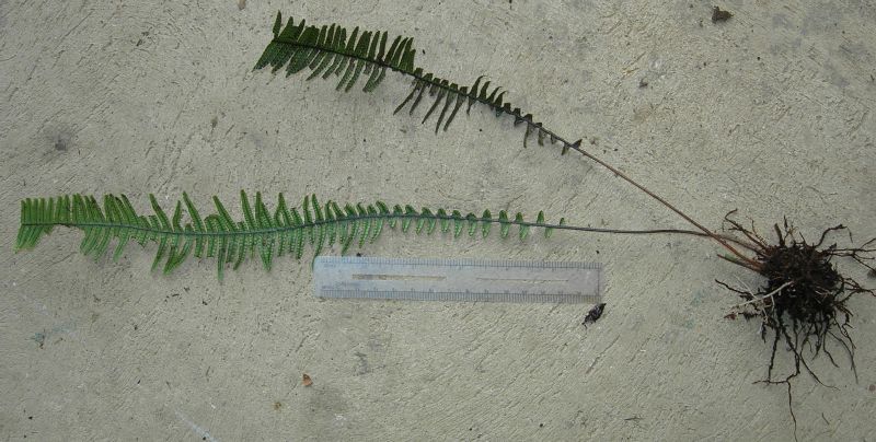 Grammitidaceae Terpsichore zeledoniana
