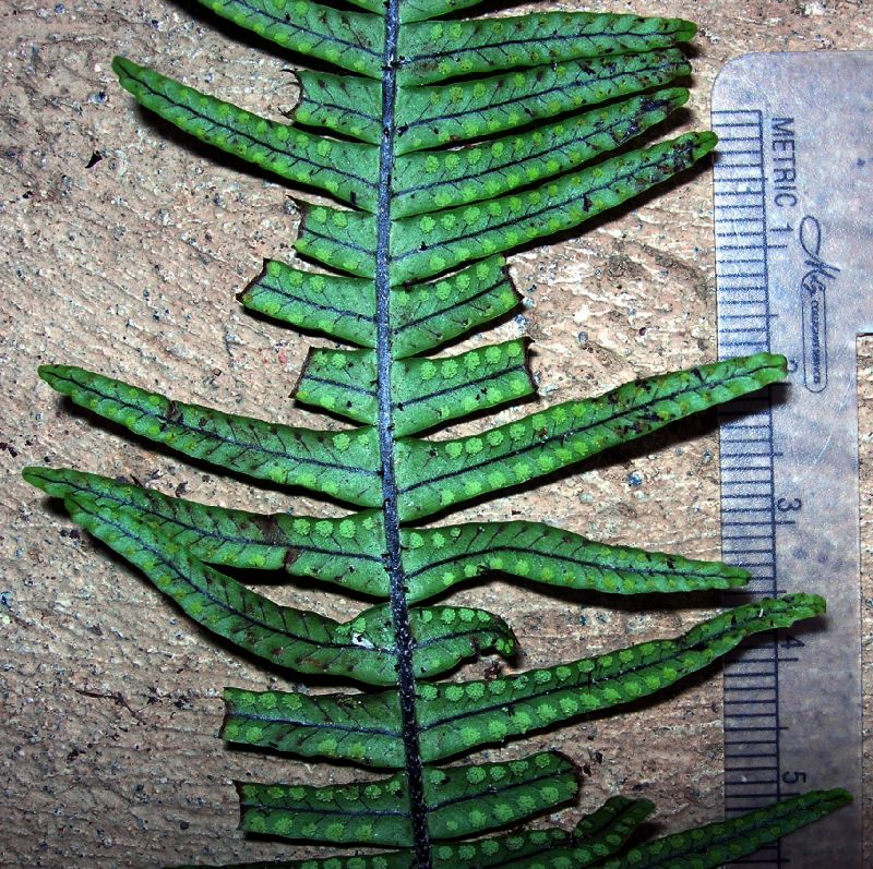Grammitidaceae Terpsichore zeledoniana