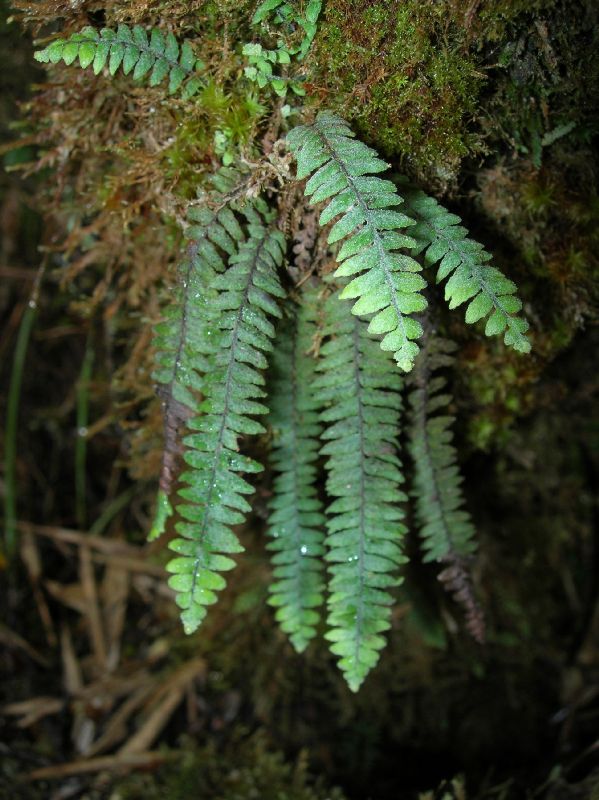 Grammitidaceae Terpsichore subscabra