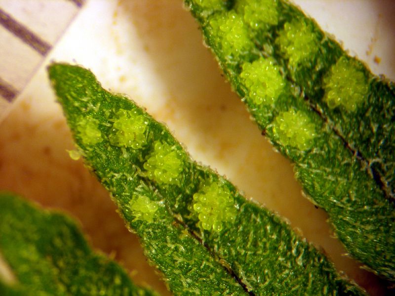 Grammitidaceae Terpsichore subscabra
