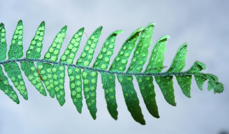Grammitidaceae Terpsichore subscabra