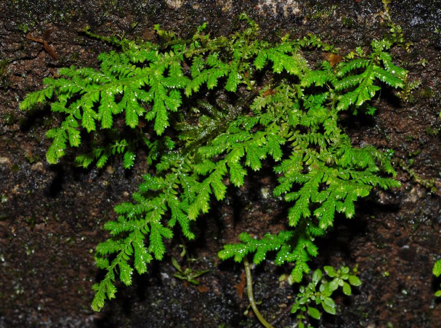 Selaginellaceae Selaginella flagellata