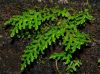 image of Selaginella flagellata
